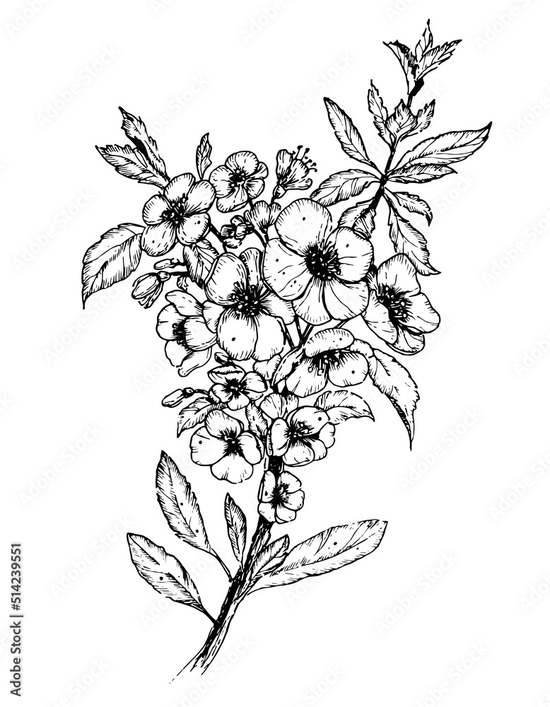 Vector Sketch of Floral Branch with Flowers and leaves in outline style ...