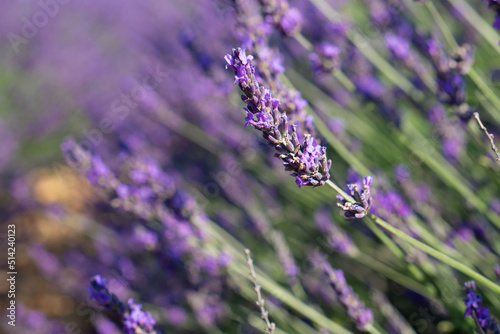 Lavender field Valensole Provence France