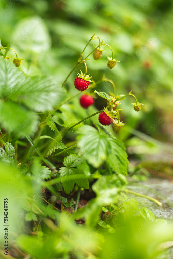 Obraz premium Close up photo of wild strawberries