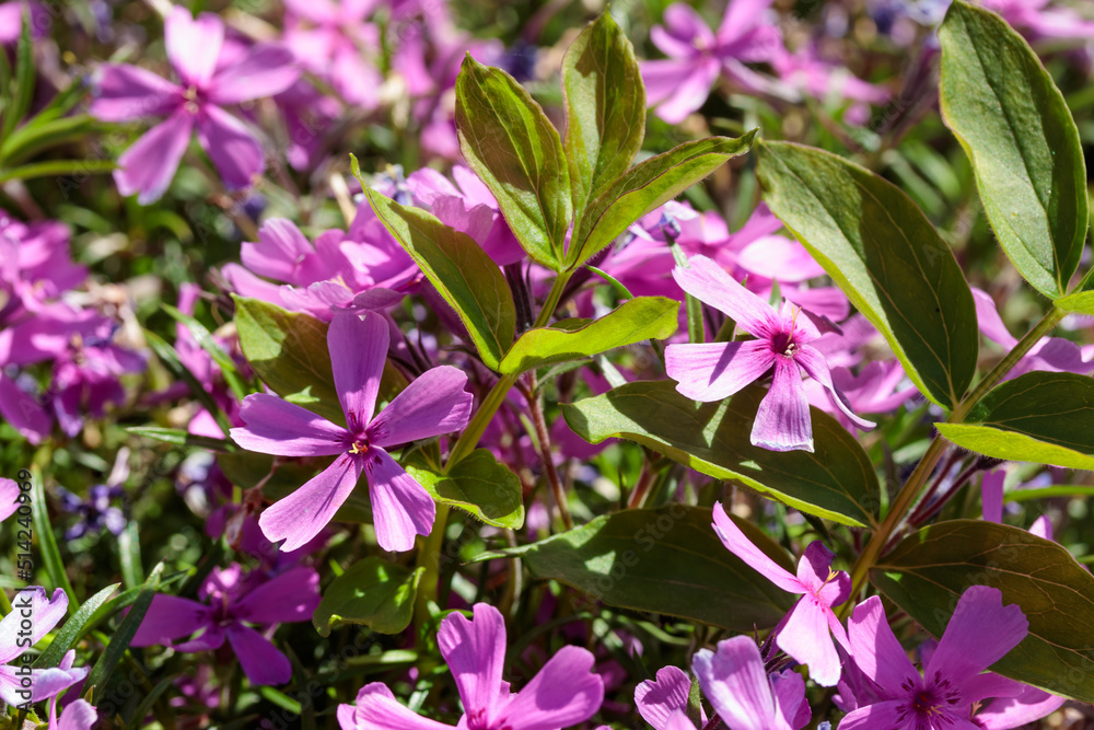Nature summer background with flowers Nature summer background with flowers