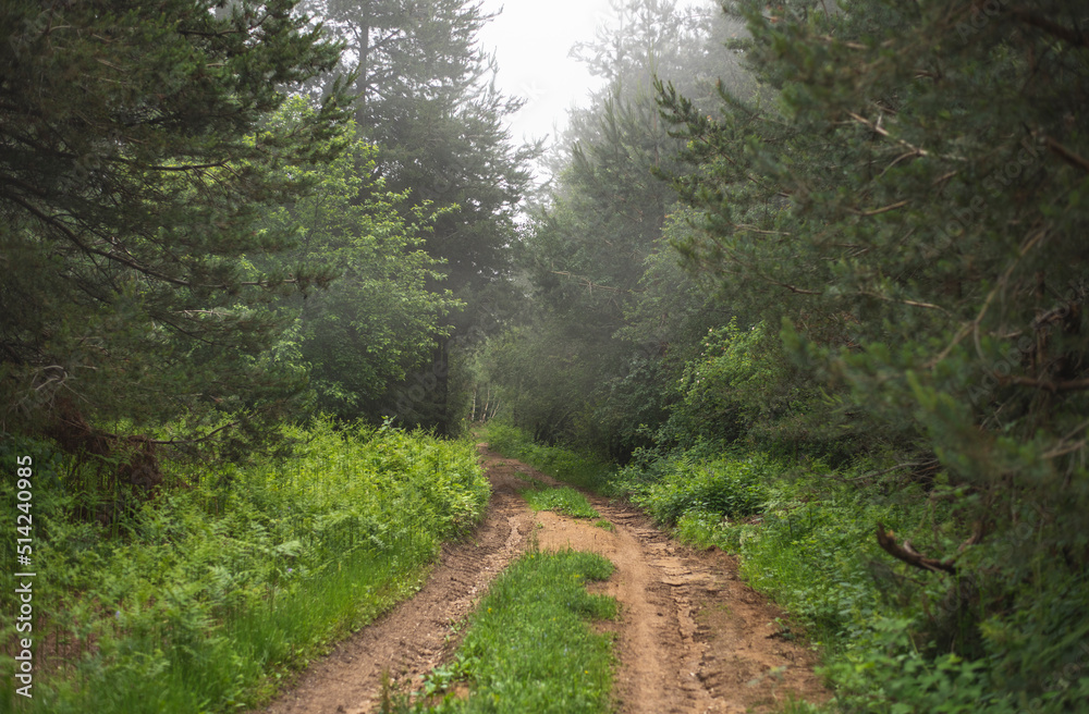 Mud mountain road through foggy forest