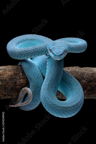 Blue Insularis (Trimeresurus insularis)  is venomous pit vipers and endemic species in Indonesia. The color is unique, namely turquoise blue.