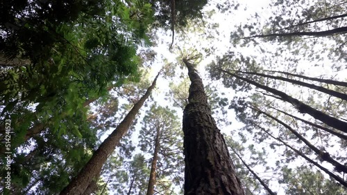 pine trees on the forest, 4k video, frog eye level shot photo