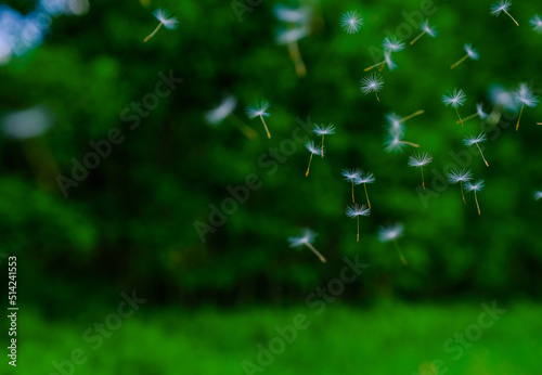 Dandelion seeds scatter on a fresh green background