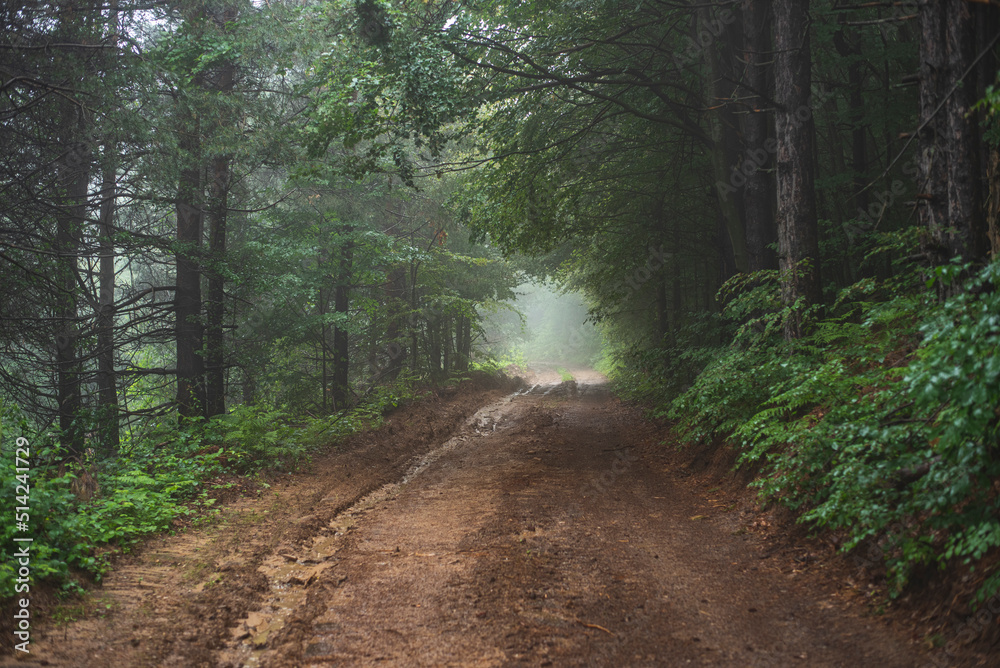 Fototapeta premium Mud mountain road through foggy forest