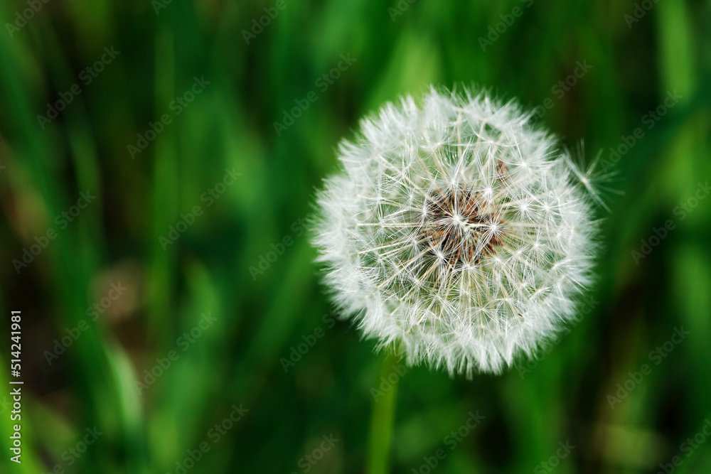 Fototapeta premium Fluffy Dandelion Head