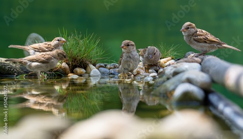 Young house sparrows at a bird watering hole. Czechia. 