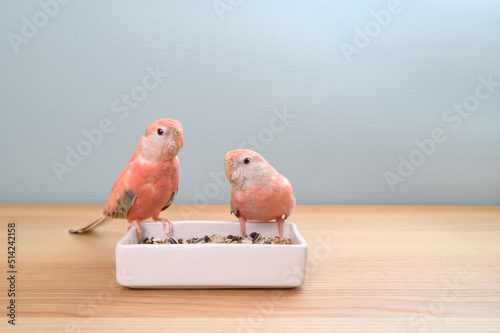 アキクサインコ