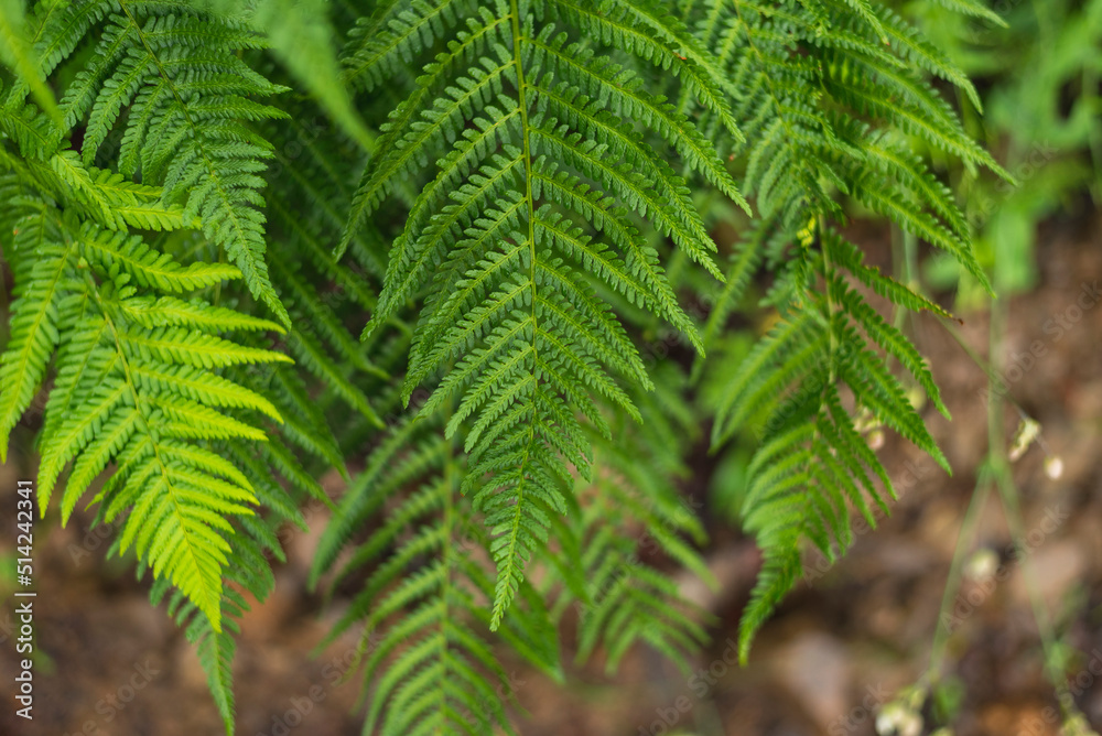 Close up photo of fern in the forest Close up photo of fern in the forest