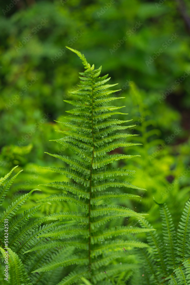 Close up photo of fern in the forest Close up photo of fern in the forest