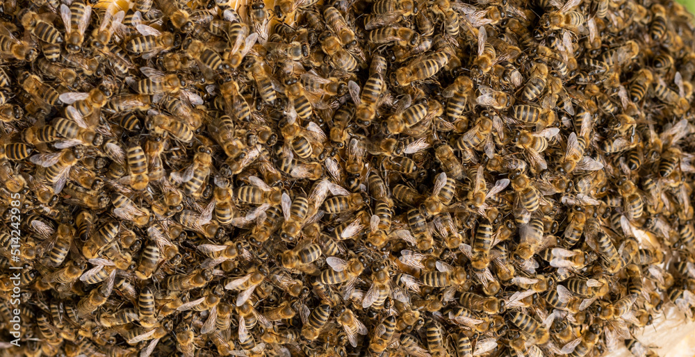 Full frame of thousands of bees Full frame of thousands of bees