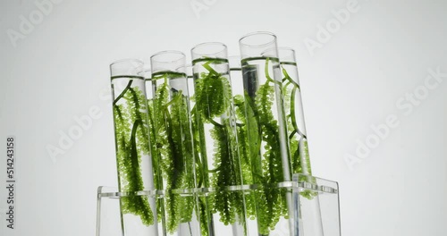 Sea grapes in glass test tube in laboratory with ratating
 photo