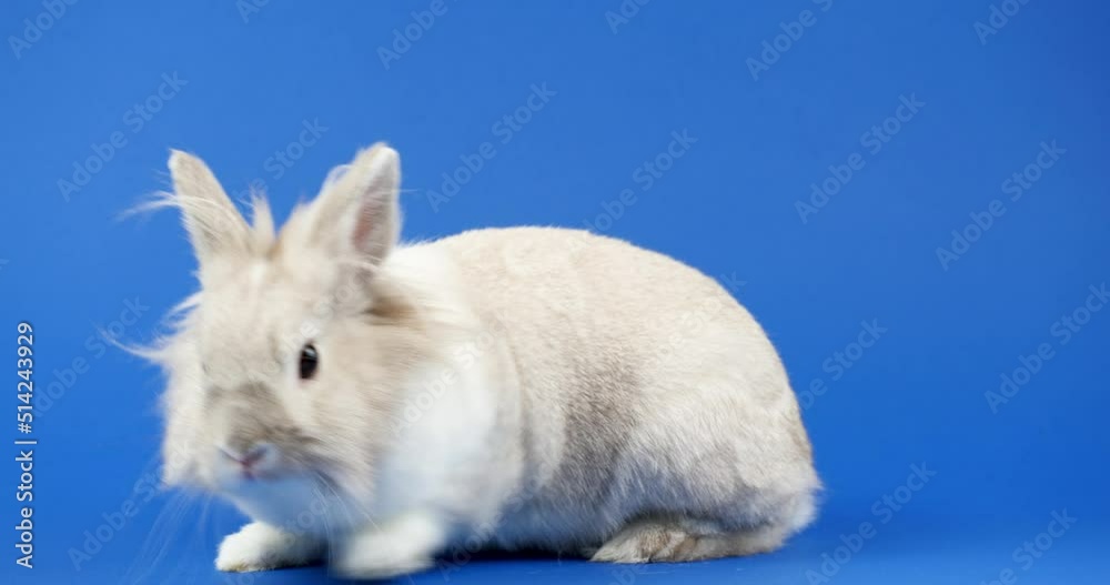 Decorative Domestic Rabbit Sits on a Blue Background. Adorable Little Bunny Looks Around. Healthy Animals and Pets Concept. Easter Decorative Domestic Rabbit Sits on a Blue Background. Adorable Little Bunny Looks Around. Healthy Animals and Pets Concept. Easter