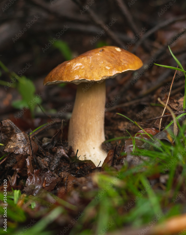 Penny bun (Boletus Edulis) mushroom in forest Penny bun (Boletus Edulis) mushroom in forest