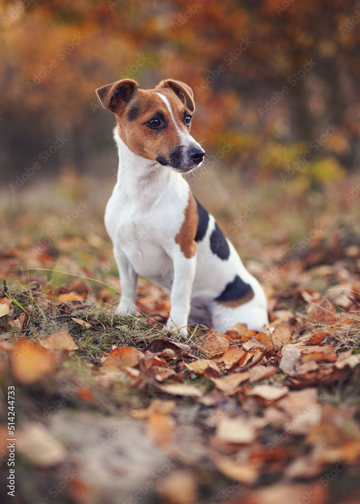 Small Jack Russell terrier sitting on forest path with orange leaves in autumn, blurred trees background Small Jack Russell terrier sitting on forest path with orange leaves in autumn, blurred trees background