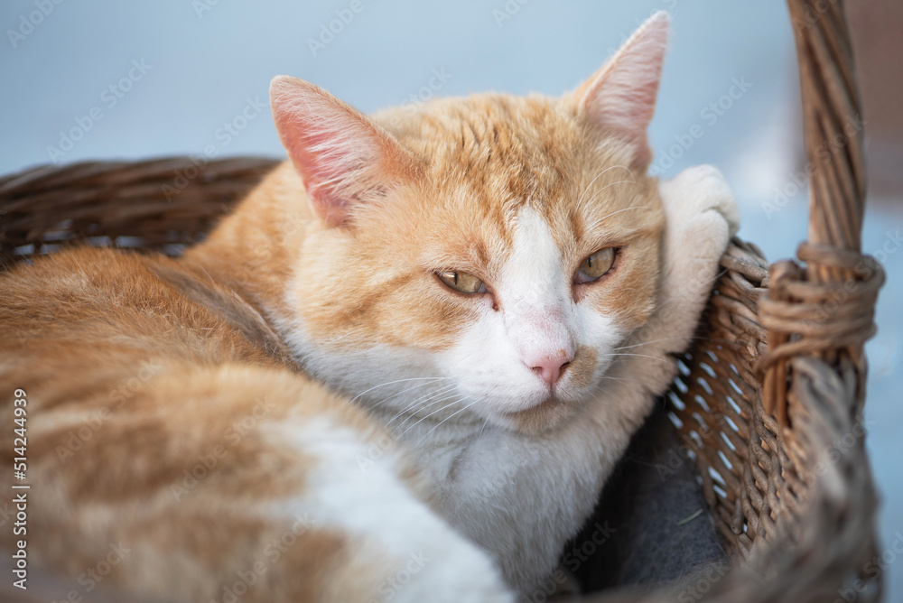 Red cat in wicker basket.