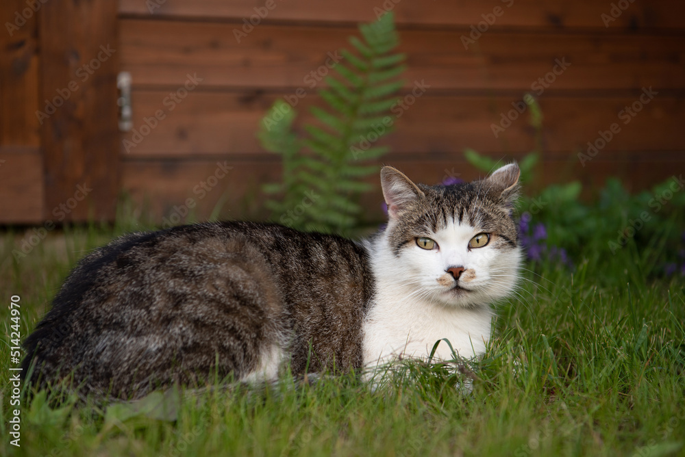 Tabby cat lying and resting in the garden Tabby cat lying and resting in the garden