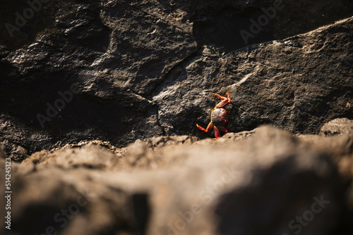 Red crab among volcanic stones on the beach