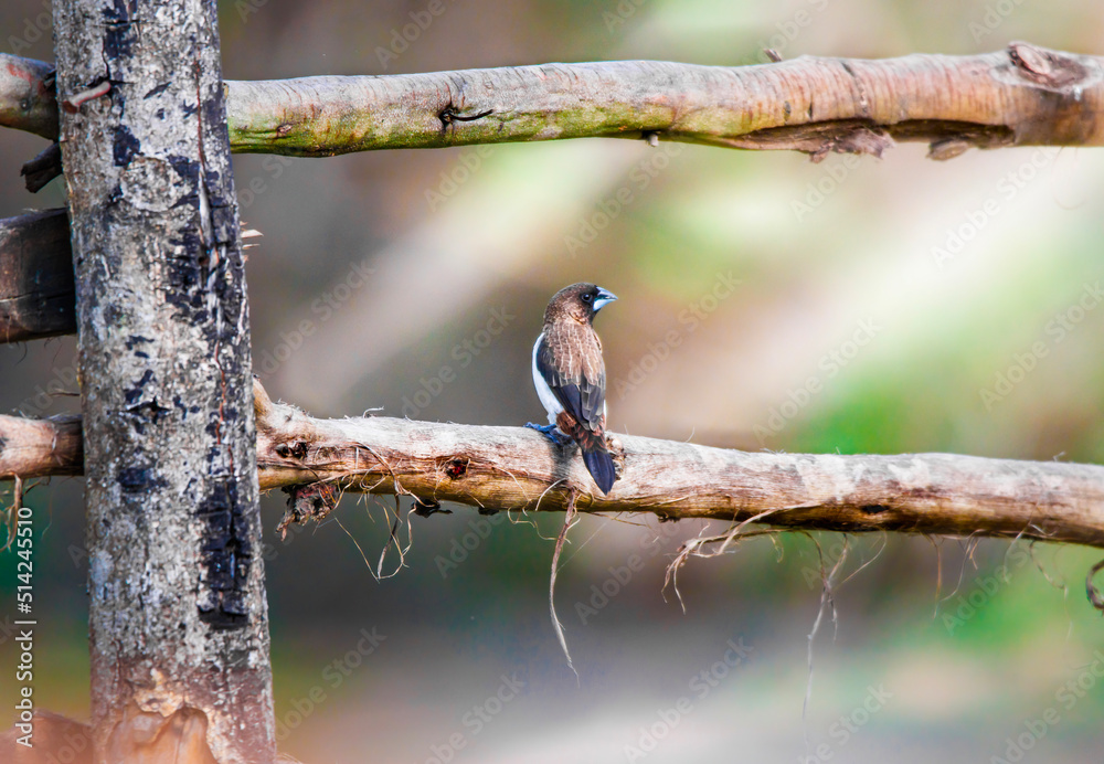 Bird ( Munia ) perching on a fencing in an open field. Bird ( Munia ) perching on a fencing in an open field.