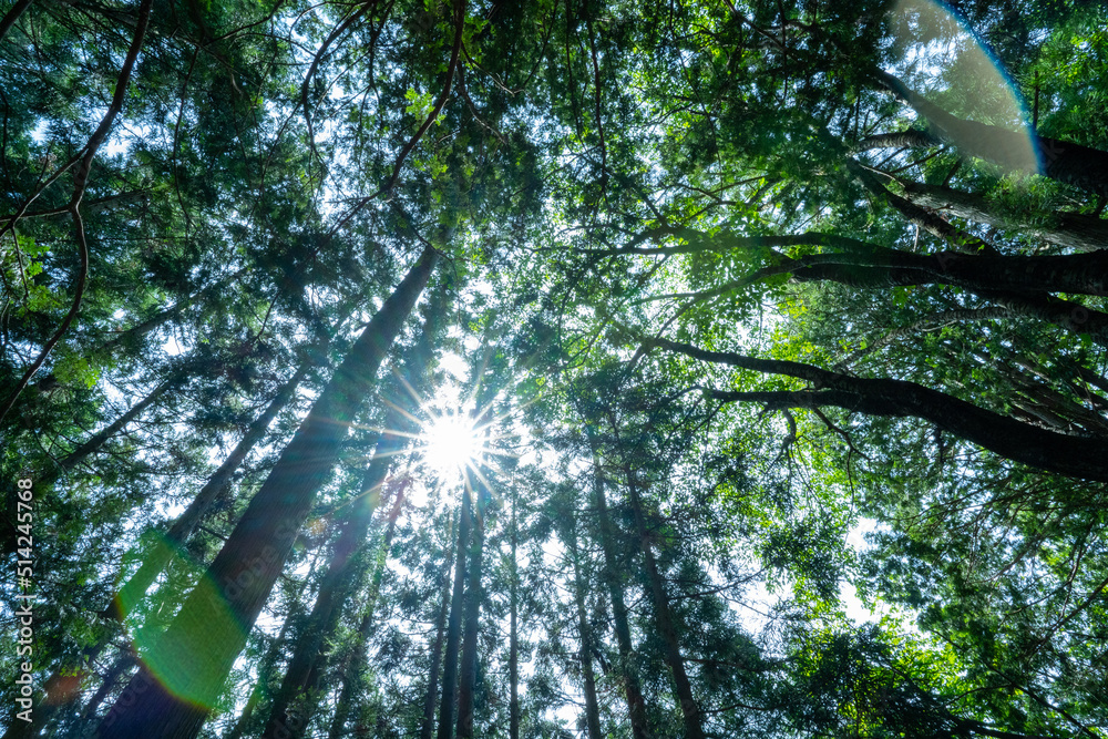 Obraz premium 天気の良い日に下から木を見上げた時の視点