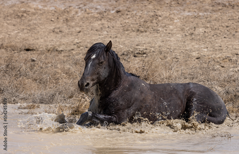 Wild Horse at a Desert Waterhole in Spring in Utah Wild Horse at a Desert Waterhole in Spring in Utah