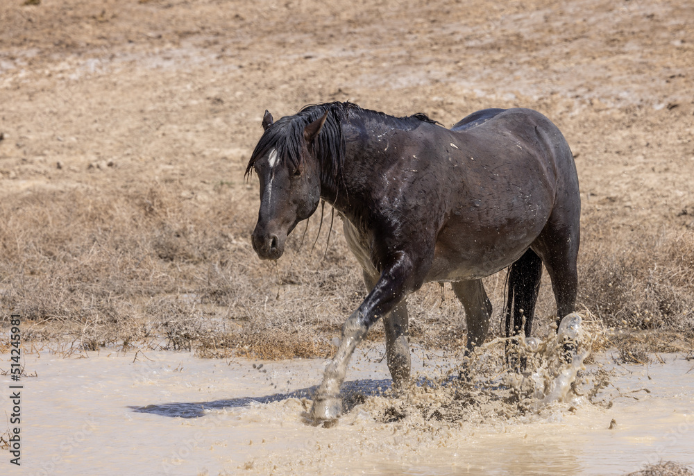 Obraz premium Wild Horse at a Desert Waterhole in Spring in Utah