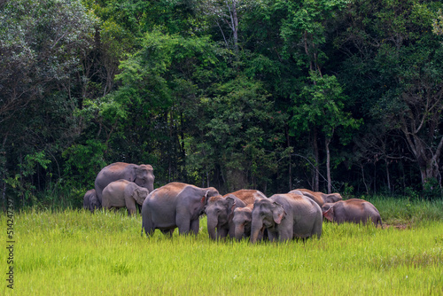 Photography characteristics of elephants
