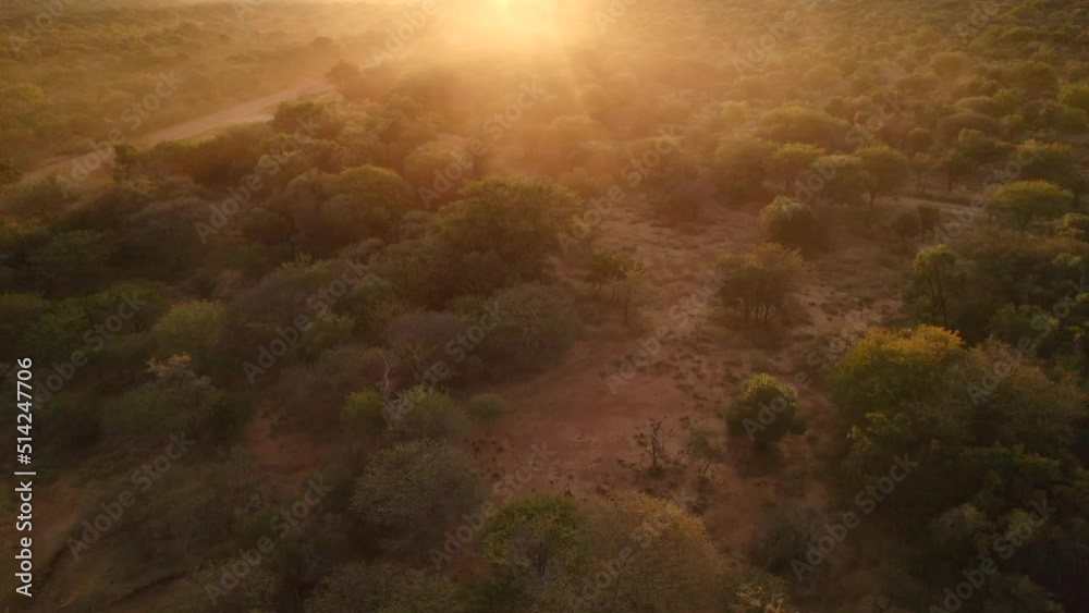 Epic video of the mist covering the African savannah forest at dawn light. Aerial