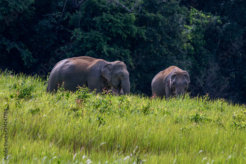 Photography characteristics of elephants