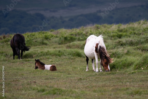 Two Dartmoor ponies, and foul laying down,  © John