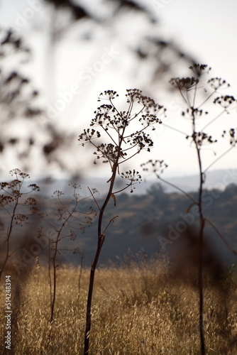 Plants during sunrise on Lachish hill in Israel