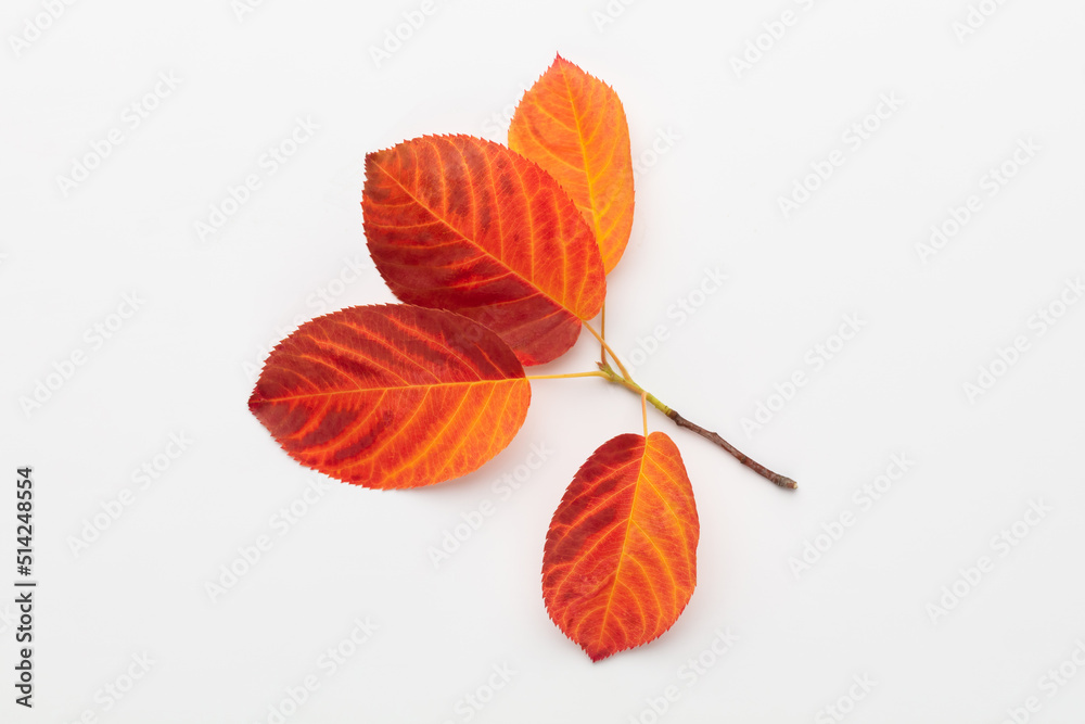 Obraz premium Autumn maple leaves isolated on white background.