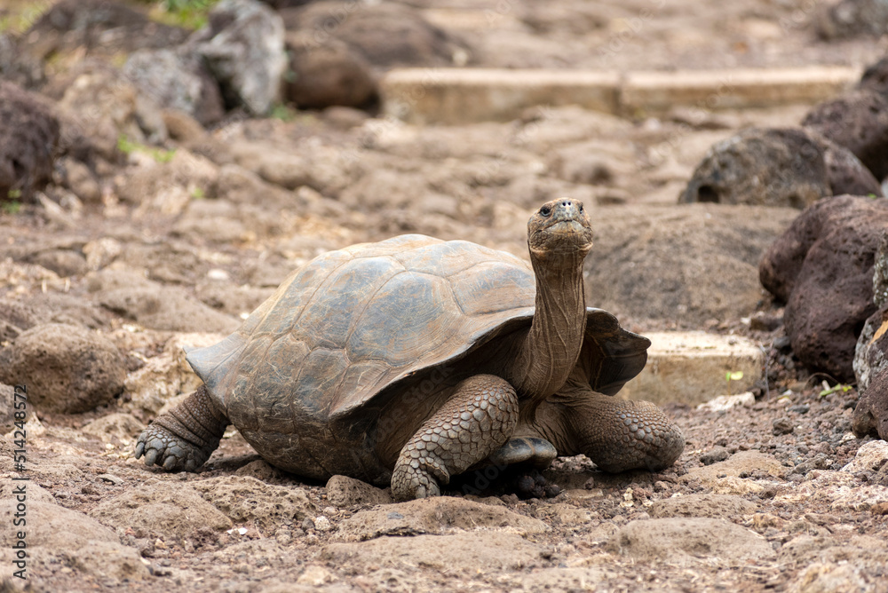 large giant tortoises, with their enormous size native and unique to ...