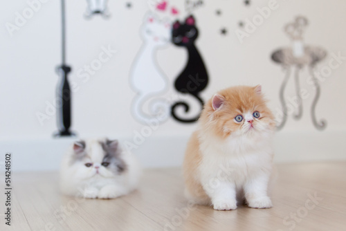 persian kitten  funny pets