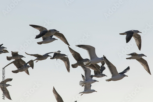 Soft backlit flock of seagulls in flight over sea