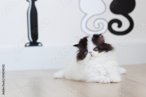 persian kitten  funny pets