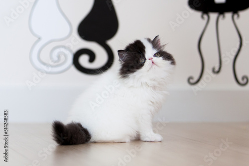 persian kitten  funny pets