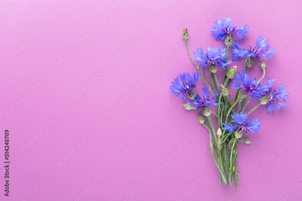 Fototapeta premium Alternative Medicine. Centaurea cyanus, Cornflower Herb capsule, Nutritional Supplement.