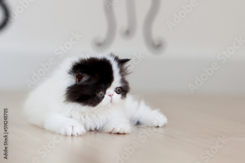 persian kitten  funny pets