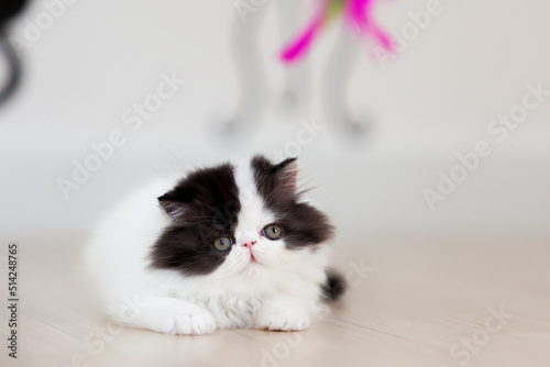 persian kitten  funny pets