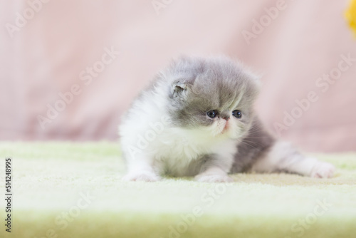 persian kitten  funny pets