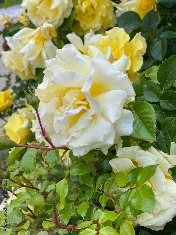 White rose bush White rose bush