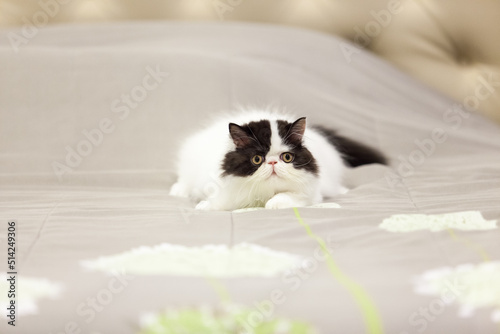persian kitten  funny pets