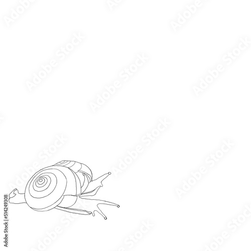 snail