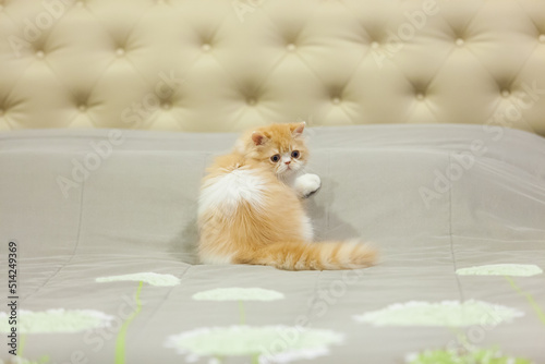 persian kitten  funny pets