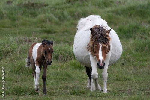 Foal and Mother  Dartmoor ponies.