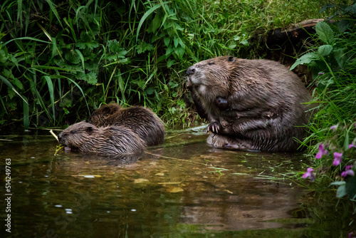 A adult beaver and two kits on a riverbank photo