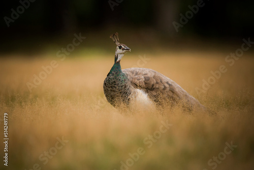 A female peacock in a meadow