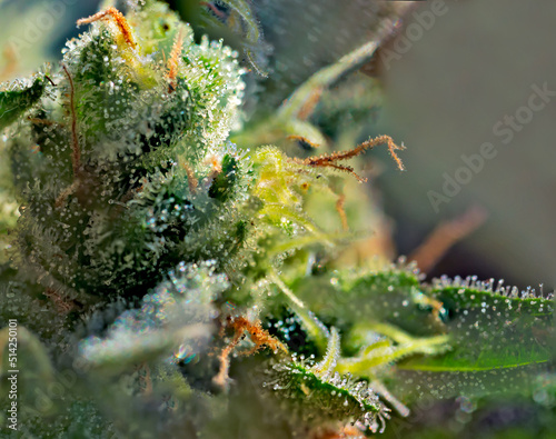 Cannabis - Royal Gorilla Strain - Extreme Macro