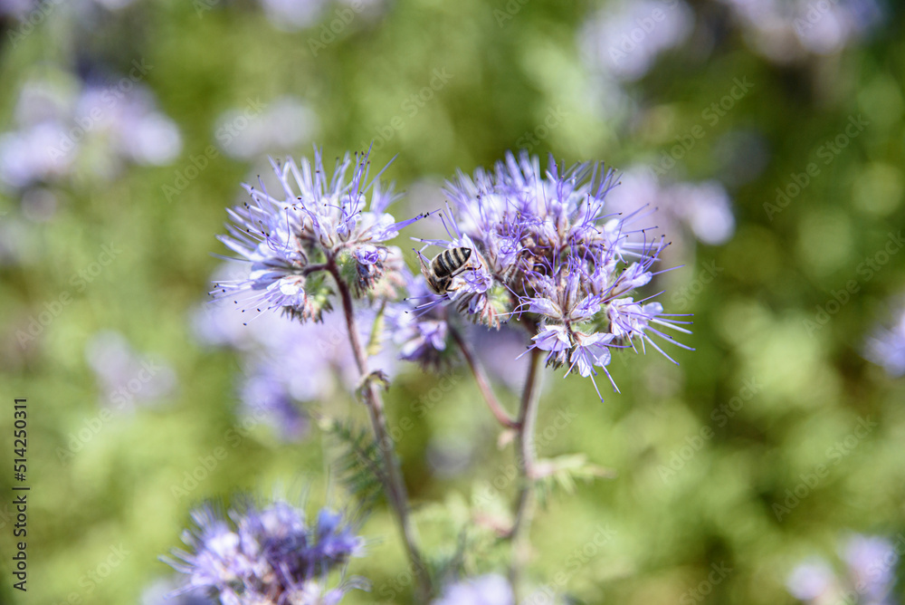 Fototapeta premium Chabry